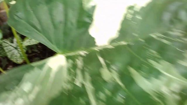 GOLDEN DRAGON PHILODENDRON & VARIEGATED ALBO ALOCASIA PLANTING UPDATES BY JOE PLANTITO смотреть онлайн
