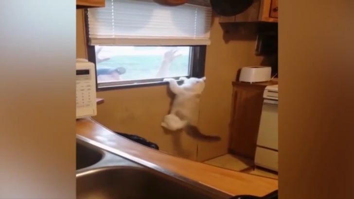 Испуганный кот смотреть онлайн