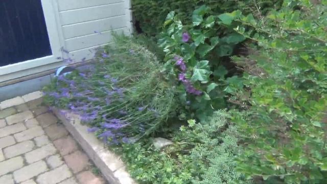 Sony HDR XR-160E смотреть онлайн