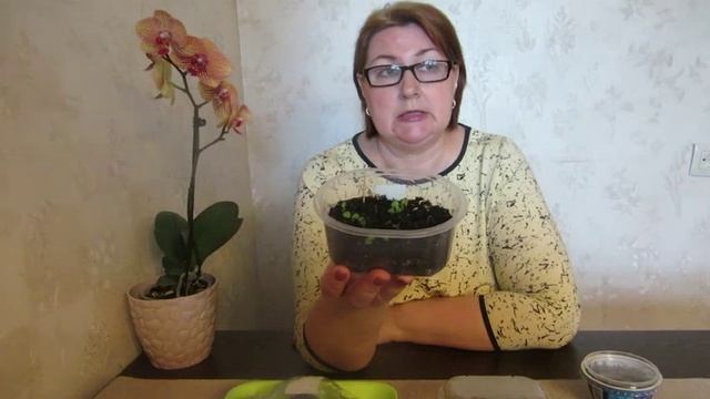 Дельфиниум и лаванда - посев без стратификации. Я нашла свой способ. смотреть онлайн