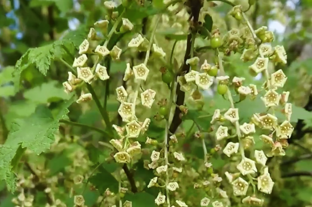 ?Туя и цветы смородины ? Прекрасная музыка А. Скрябина и красота природы Урала , лето - июнь 2022 смотреть онлайн