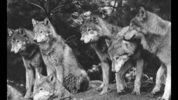 ✵ блатняк ✵