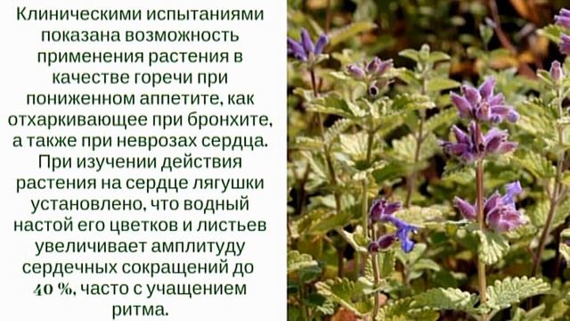 Котовник или Кошачья мята для нервов и здоровья.