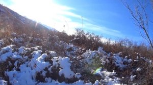 ТРУДОВАЯ ОХОТА НА ФАЗАНА! ОХОТА В ГОРАХ! Охота на фазан 2022. Pheasant hunting 2022 Охота с дратхаа