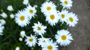 Ромашка садовая крупная,многолетняя.