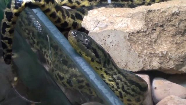Змеи Ленинградского зоопарка / Snakes of the Leningrad zoo смотреть онлайн
