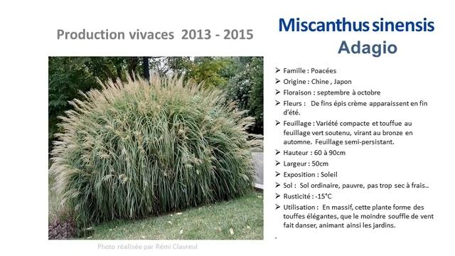 Jardinage:Miscanthus Sinensis Adagio: Plante Vivace
