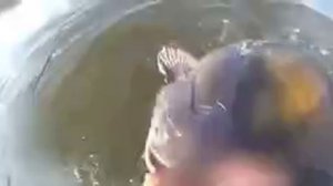 ловля крупного сома