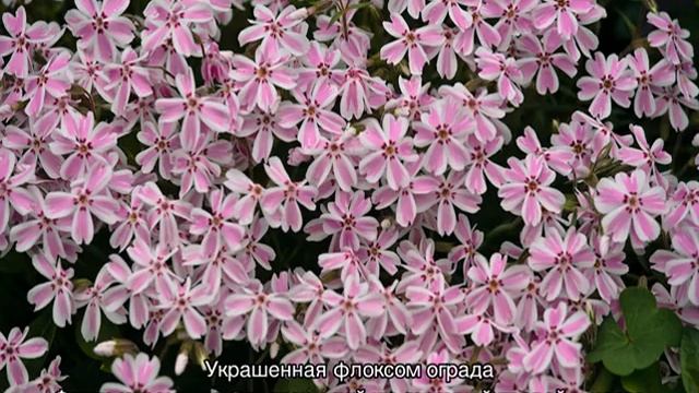 Флокс шиловидный: посадка и уход в открытом грунте смотреть онлайн