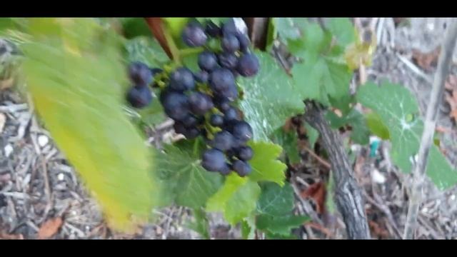 ?? Виноградные поля Эперне ?? В гости к франзузскому виноделу l Эперне l Франция смотреть онлайн