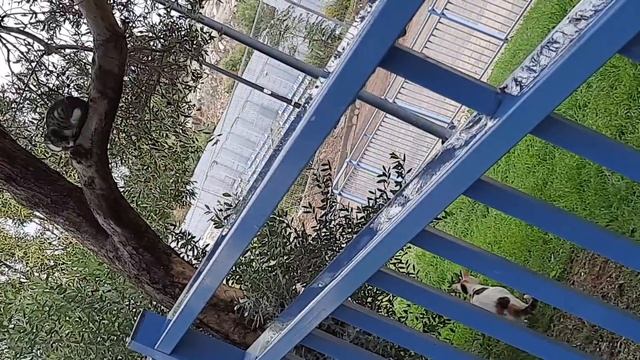 У Красавицы и Агаши по четверо КОТЯТ, у Чубчик двое, у Мявки Мямка, а у Марфуши? (7-28) * 245 смотреть онлайн