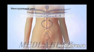 Менструальный цикл: фазы, продолжительность, нарушения и методы коррекции