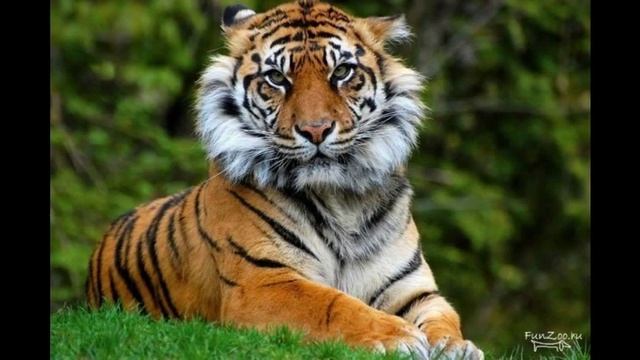 Большие тигры Топ 10 смотреть онлайн