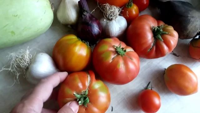 СОРТ ТОМАТов, тяжеловесы и мутанты, в Сибири! УРОЖАЙ помидор, вот это томаты! смотреть онлайн