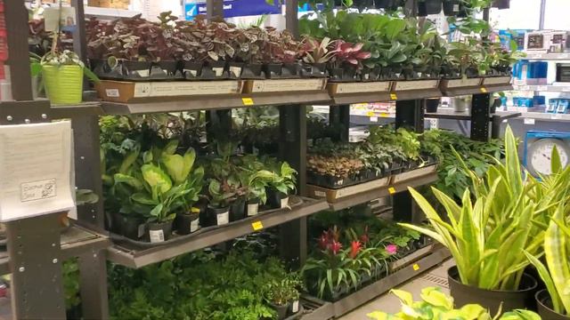 Houseplants at Lowes || Big Box Plant Shopping || Houseplants at The Home Depot смотреть онлайн
