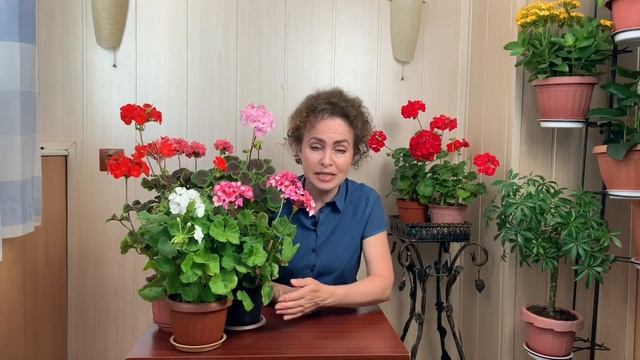 Секреты цветения Пеларгонии. Пеларгония Зональная. Пеларгония уход. смотреть онлайн