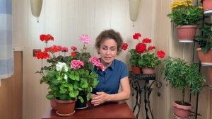Секреты цветения Пеларгонии. Пеларгония Зональная. Пеларгония уход.