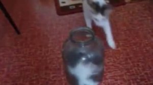 Котенок не мог вылезти из банки. Посмотри, что сделала мама-кошка.