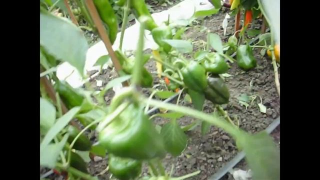 30 сортов перца в открытом грунте смотреть онлайн