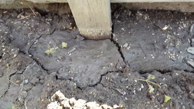 Муравьи и кипяток.