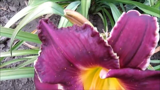 Космик Сенсейшен Лилейник смотреть онлайн