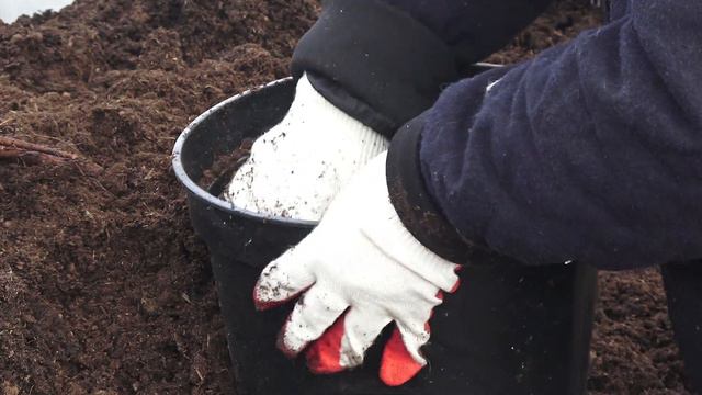 Как сохранить пионы из коробки. смотреть онлайн