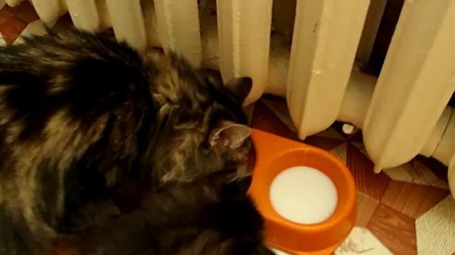 Сибирская кошка. Котятам 1 месяц 6 дней. Учатся сами есть. смотреть онлайн