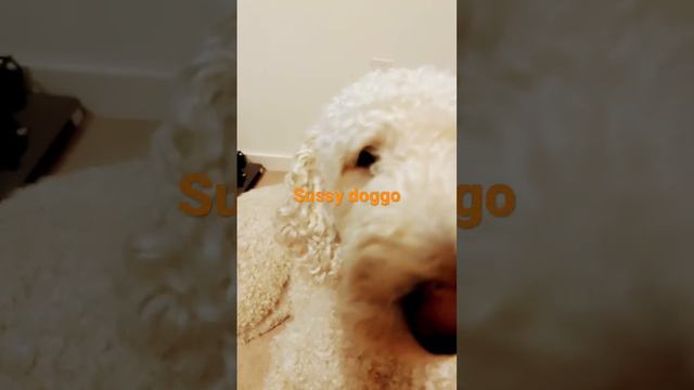Sussy doggo смотреть онлайн
