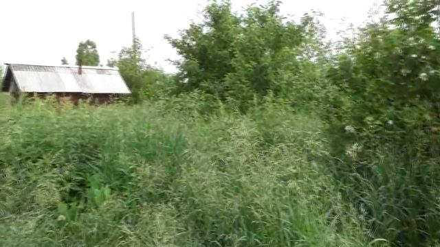 Почти средина лета и всё цветёт, но не всё благоухает. 25. 06. 2018 смотреть онлайн