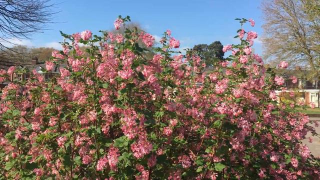 Flowering currant (Ribes sanguineum) - top of shrub - March 2019 смотреть онлайн