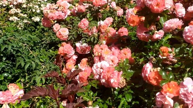 Обзор города Волгоград, Краснослободск 2022 год, главные достопримечательности. смотреть онлайн