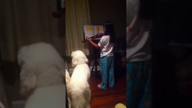 Sasha The SInging Dog - Swaha Violin