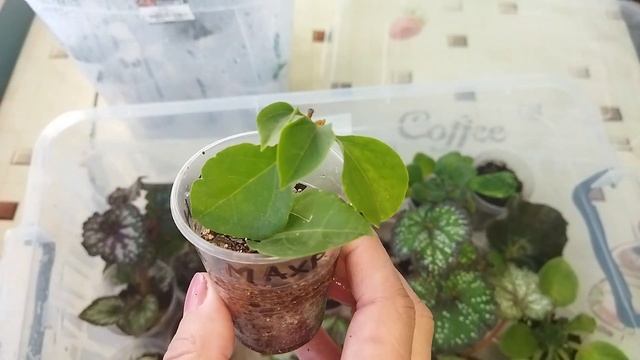 Комнатные цветы/ Осенне- зимнее укоренение/ Проверяю теплички смотреть онлайн