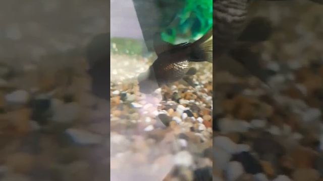 Самая редкая рыбка в мире. Она существует! #рыба #самая #красота #топ #вмире #интересное #интересно смотреть онлайн