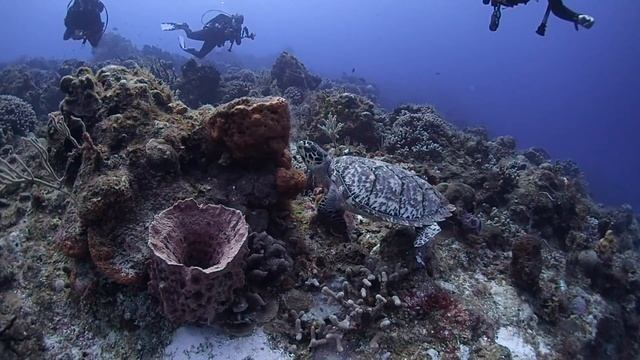 Olympus TG-4 Underwater HD Video Review смотреть онлайн