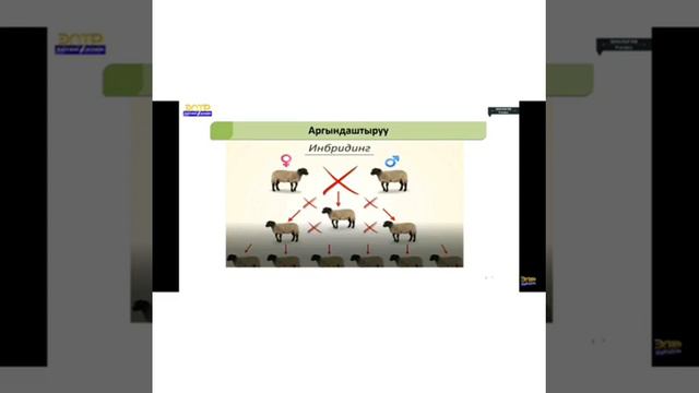 Селекция жана анын ыкмалары жөнүндө түшүнүк Кутбу Джумашева 9‐класс (Кайтарым байланыш) смотреть онлайн