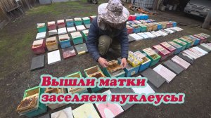 ВЫШЛА ПАРТИЯ НЕПЛОДНЫХ МАТОК, МЕТИМ И ЗАСЕЛЯЕМ В НУКЛЕУСЫ ДЛЯ ОБЛЁТА МАТОК.