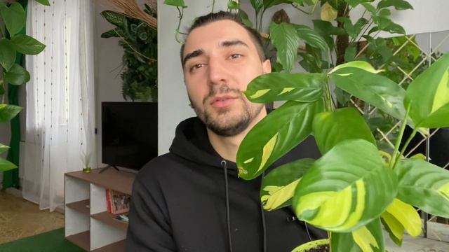 Как черенковать комнатные растения смотреть онлайн