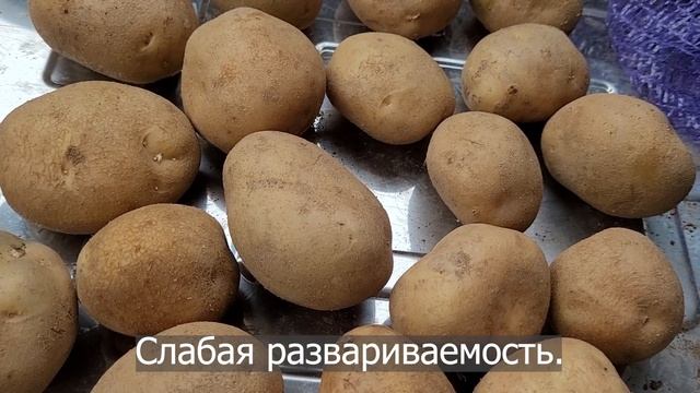Сорт картофеля Удача. Potato seeds Udacha. смотреть онлайн