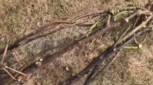 Когда нужно открывать розы после зимы❓ Подробно в видео ❗️ Как выглядят розы при разном укрытии ￼￼⁉