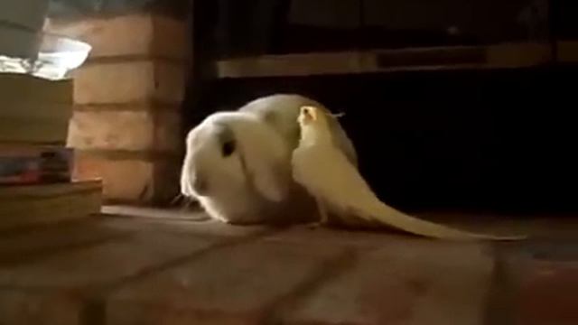 Богатый репертуар у попугая HD видеохостинг Киносток смотреть онлайн