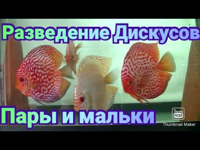 Про разведение Дискусов и тернеций глофиш #разводня #аквариум #discus #aquarium смотреть онлайн