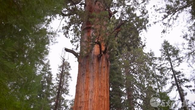 Sequoia And Kings Canyon National Parks Vacation Travel Guide I Expedia