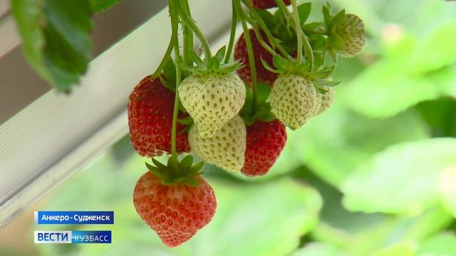 Кузбассовец выращивает клубнику на подоконнике в обычной квартире смотреть онлайн