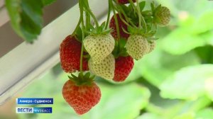 Кузбассовец выращивает клубнику на подоконнике в обычной квартире