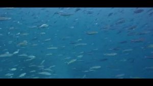 1 Hour of Beautiful Fish, Calming Ocean Fish, & Beautiful Aquarium Sleep Music