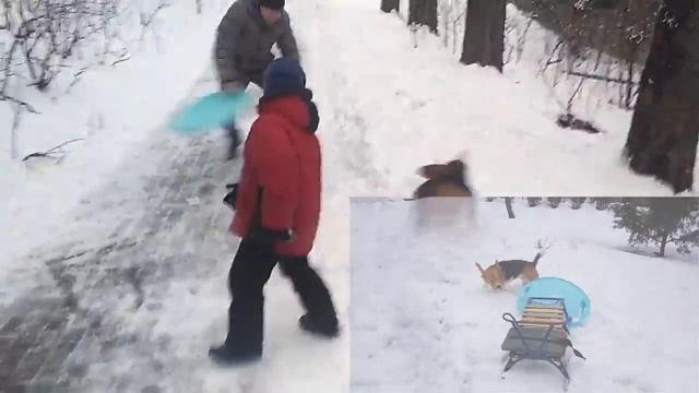 Зимний выходной день с Биглем Бубликом. Возраст 1.5 года смотреть онлайн
