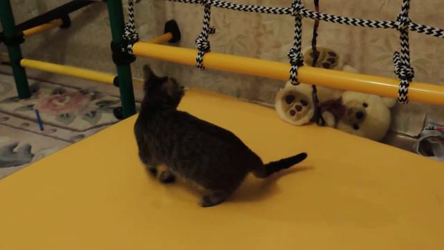 Кошка карабкается по канатному лазу - Cat climbs the wall bars смотреть онлайн