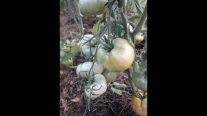 Сорт томата Малиновый слон