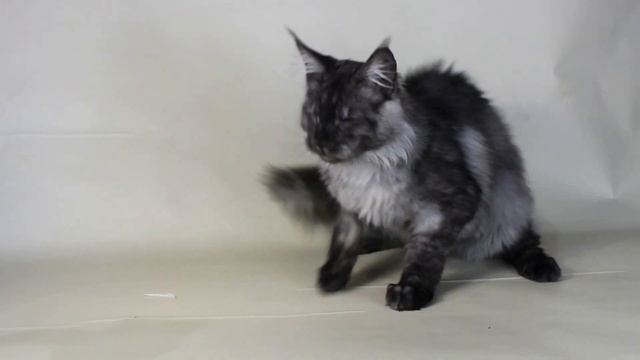 #maine_coon #black_maine_coon #котёнок_мейн_кун Черный дымный мальчик Надым смотреть онлайн